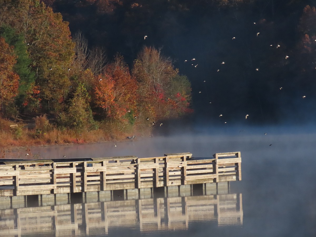 Tree Swallow - ML644479073