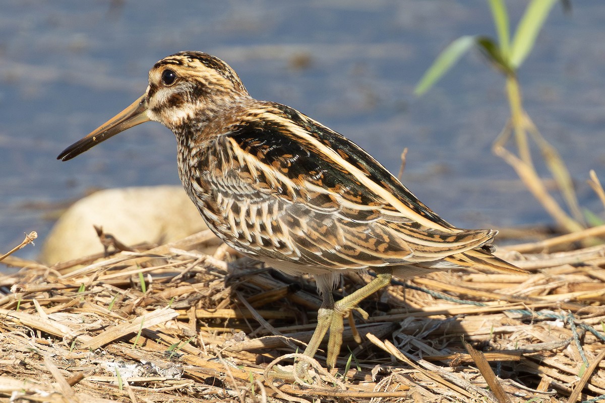 Jack Snipe - ML644479081