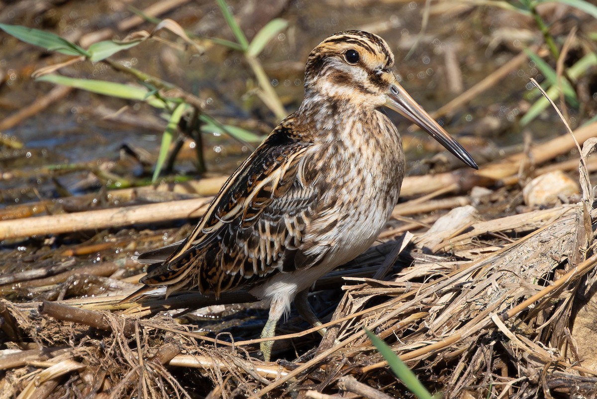 Jack Snipe - ML644479082
