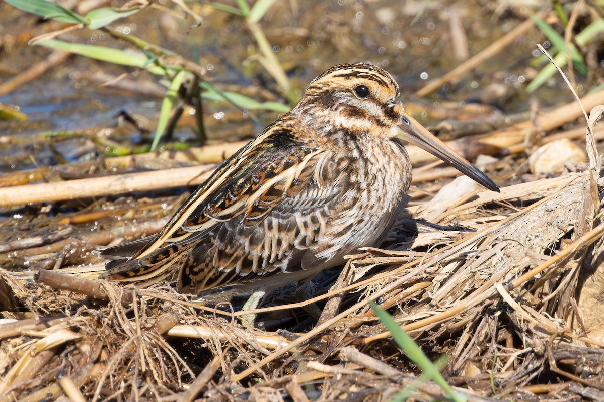 Jack Snipe - ML644479083