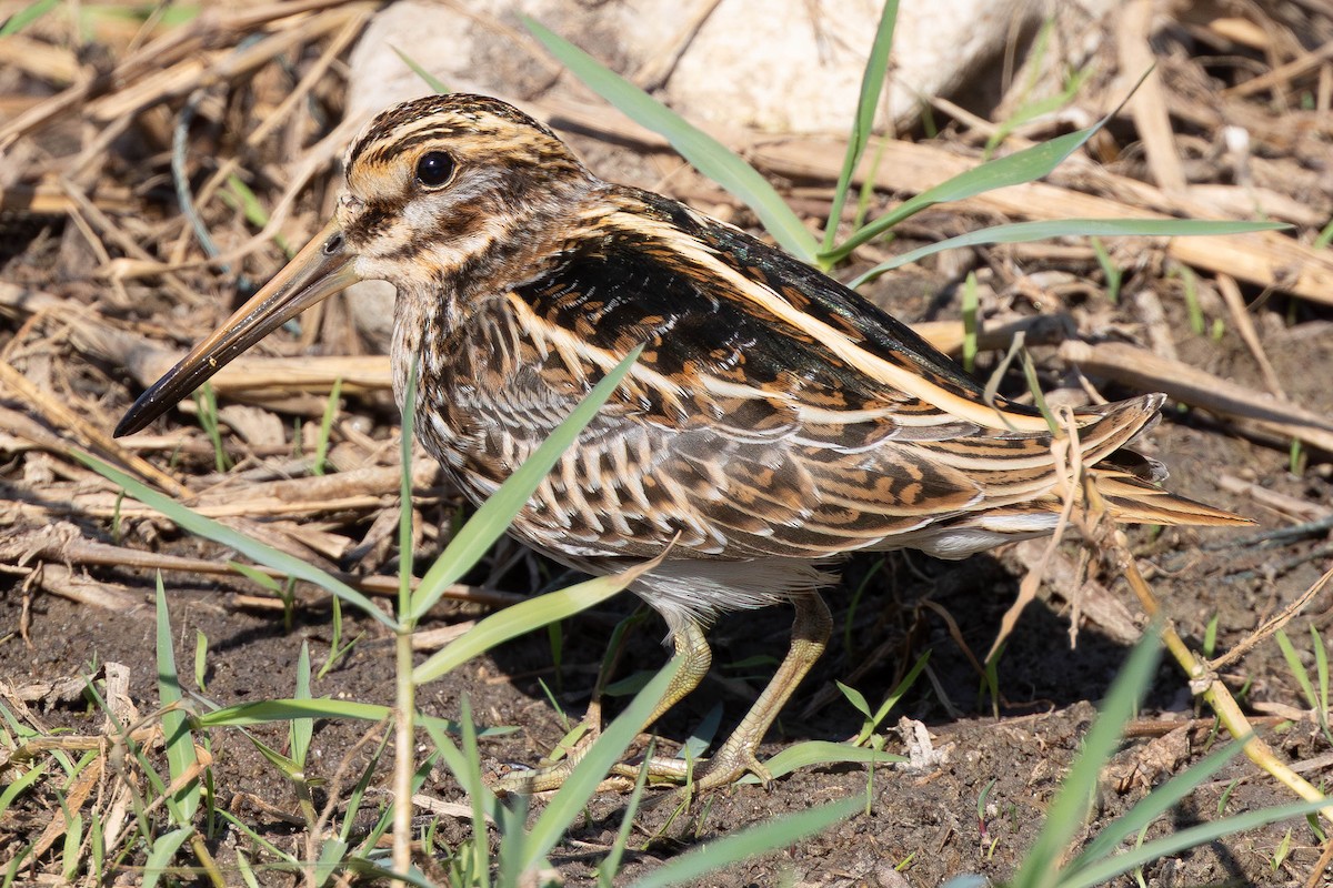Jack Snipe - ML644479084