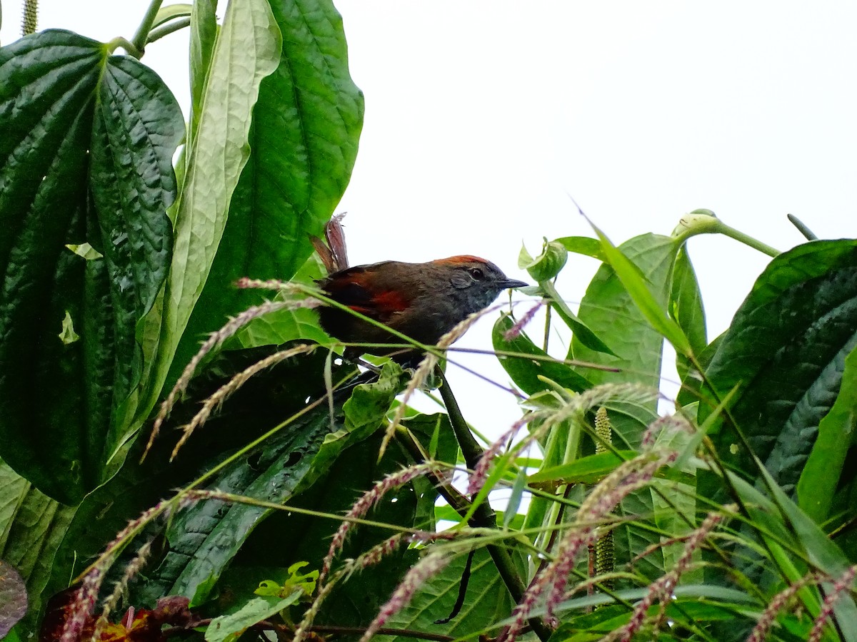 Azara's Spinetail - ML644479091
