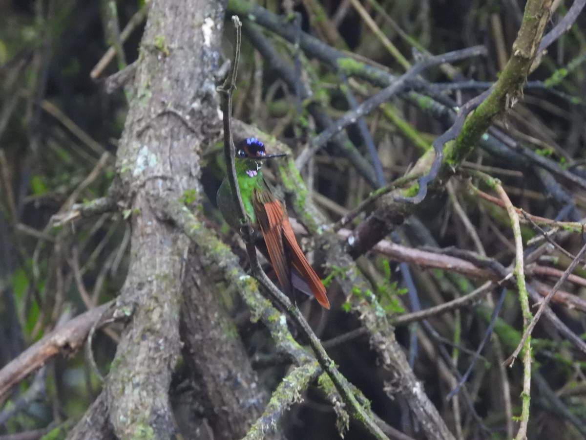 Rainbow Starfrontlet - ML644479110