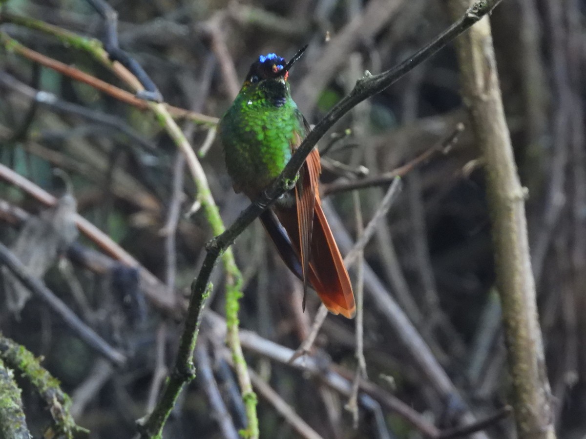 regnbueinka - ML644479111