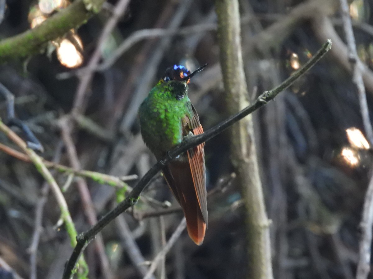 regnbueinka - ML644479112