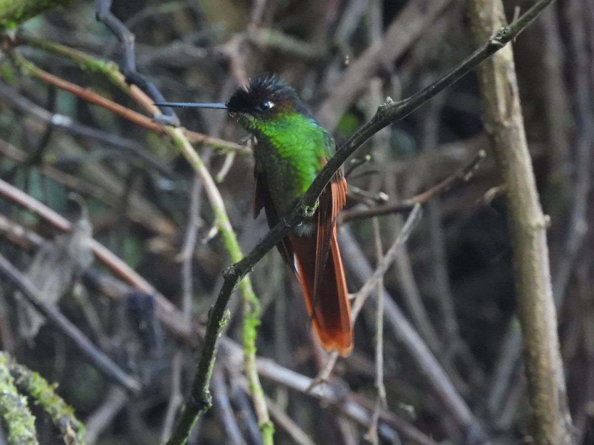 regnbueinka - ML644479117