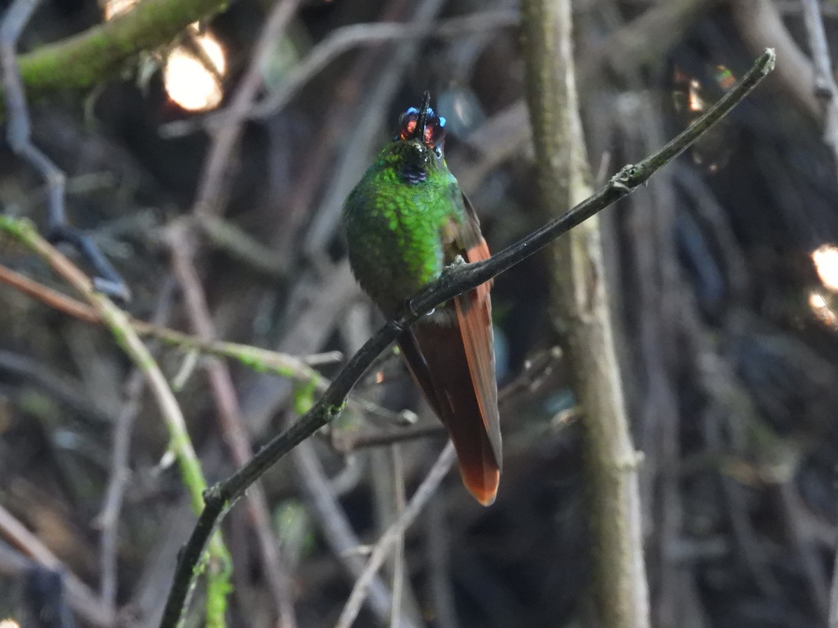 regnbueinka - ML644479121