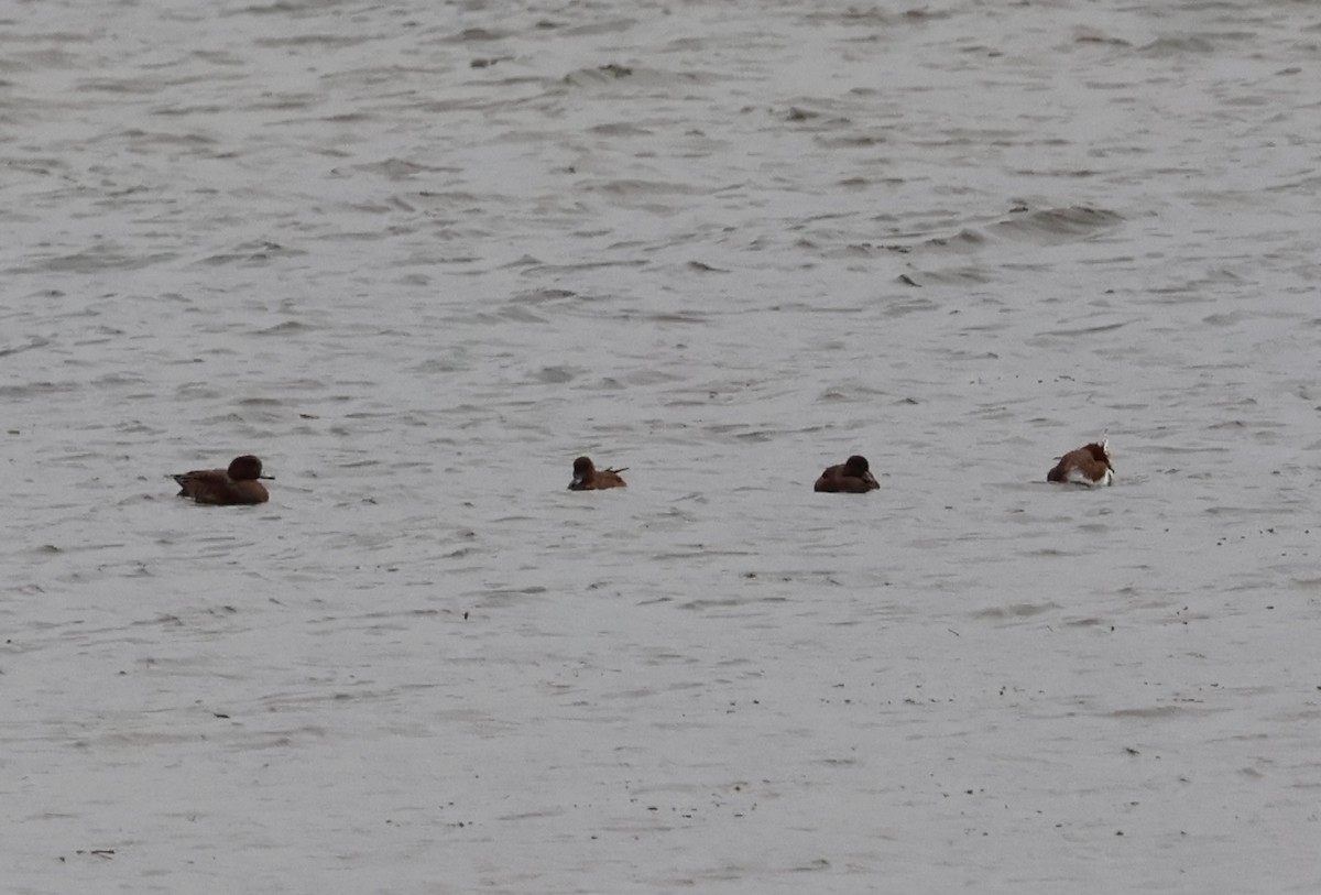 brunnakke - ML644479125