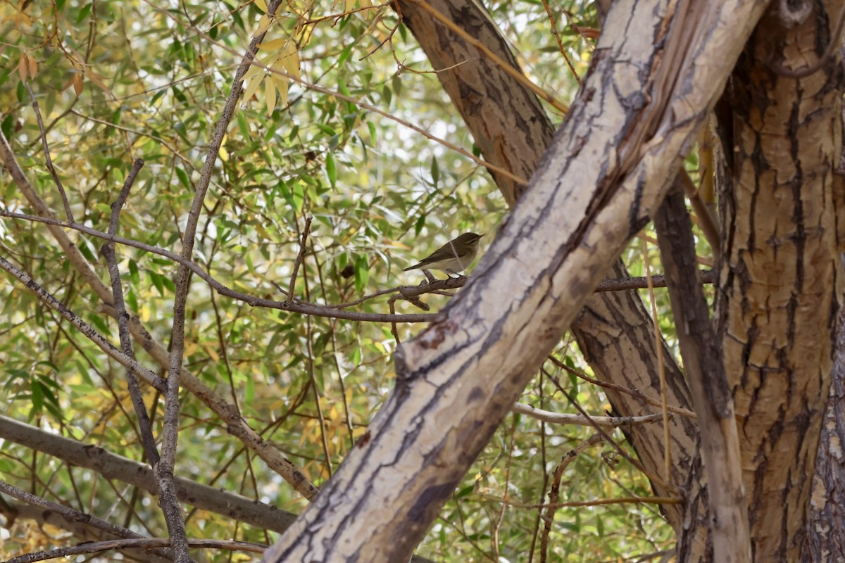 gransanger - ML644479130