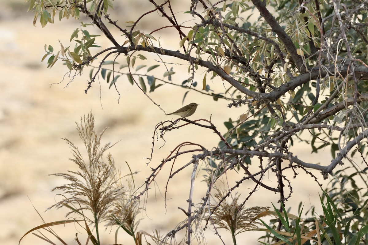 gransanger - ML644479131