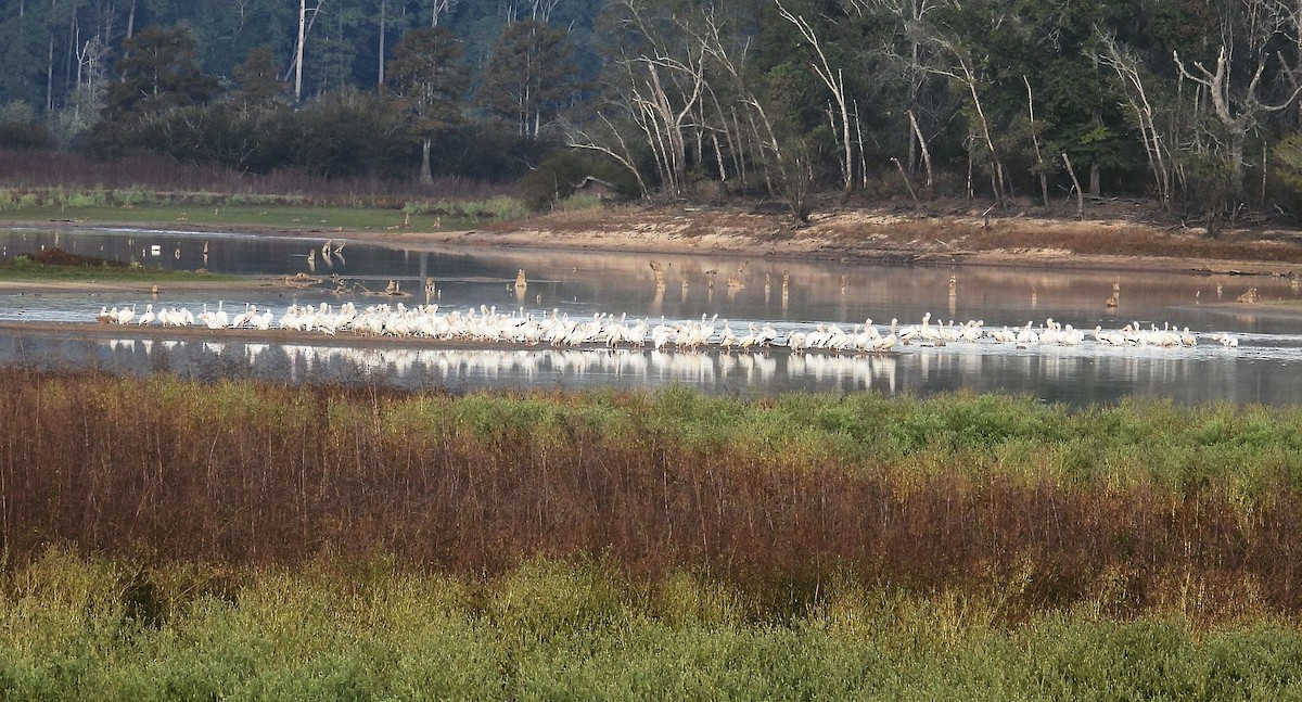 Pelícano Norteamericano - ML644479134