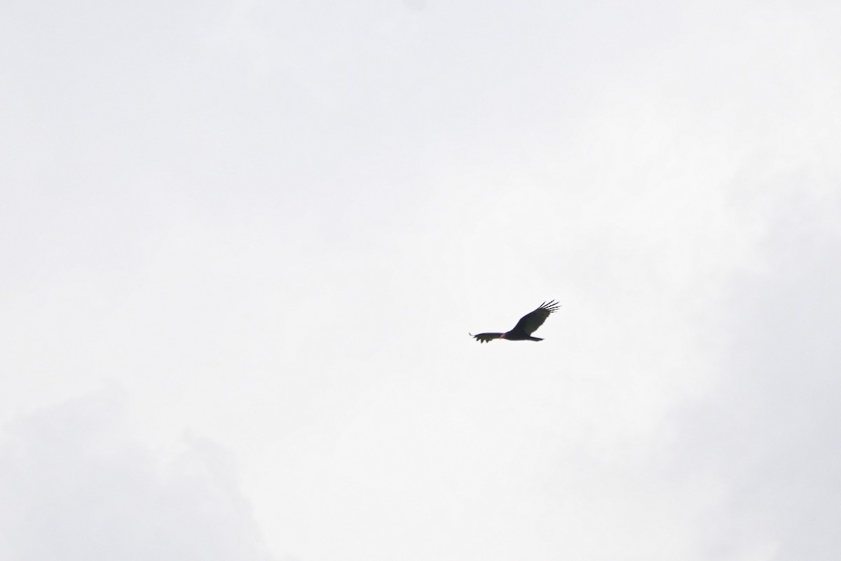 kalkunkondor - ML644479136