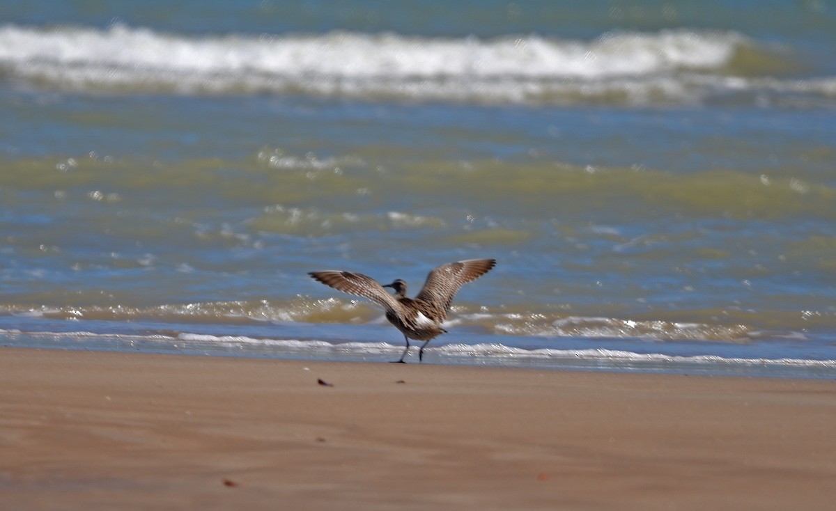 småspove - ML644479144