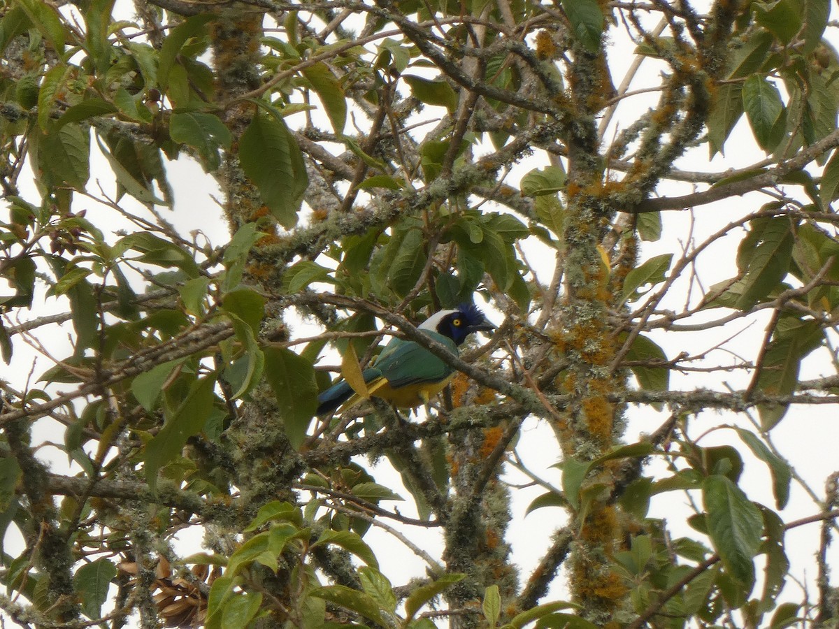 inkaskrike - ML644479147