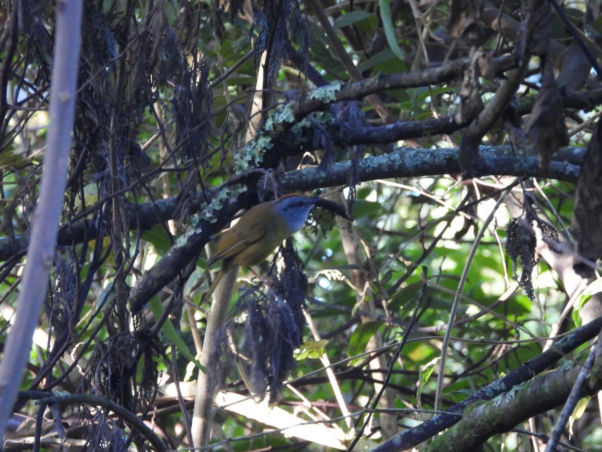 rustkroneparula - ML644479148