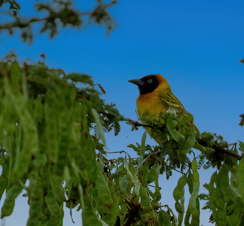 småmaskevever - ML644479149