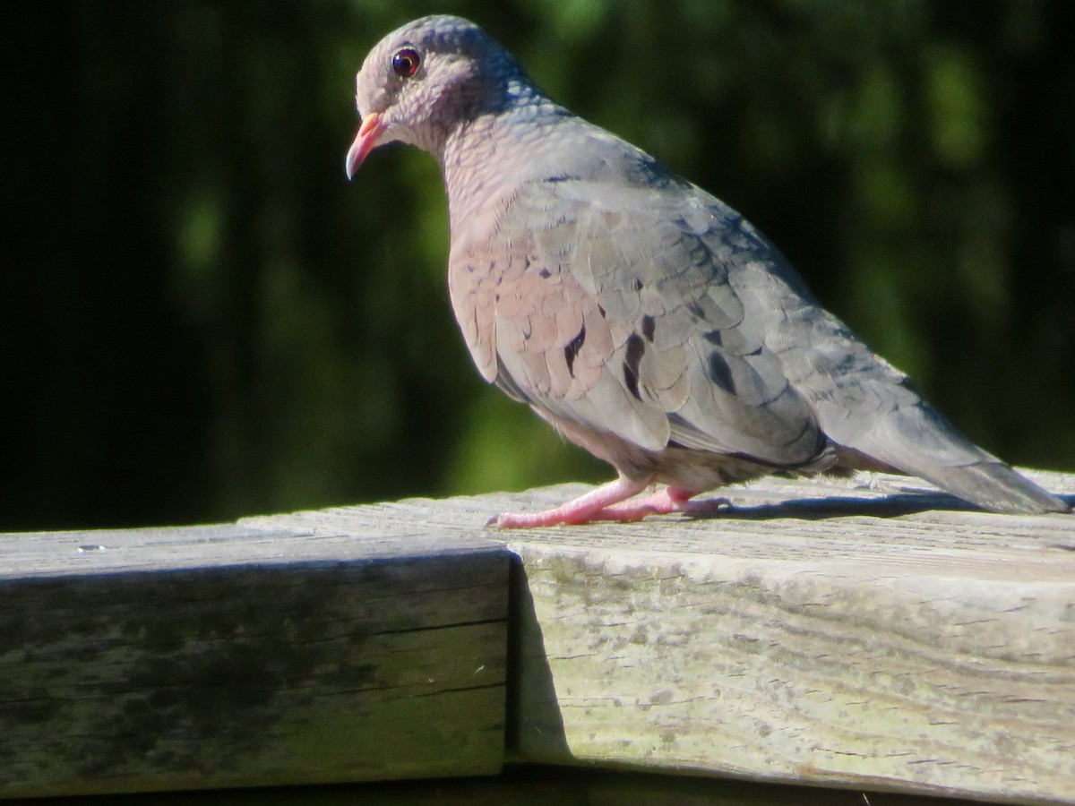 spurvedue - ML644479151