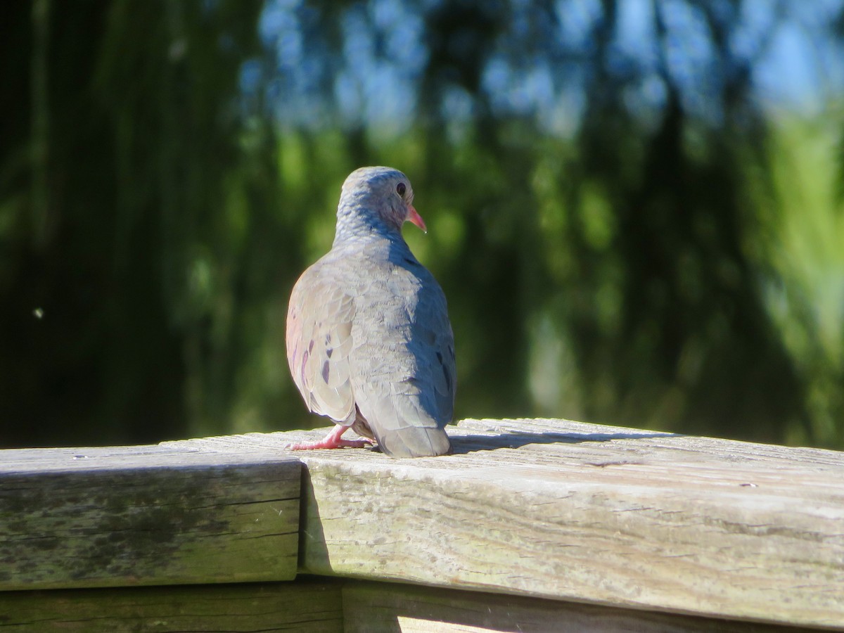 spurvedue - ML644479152