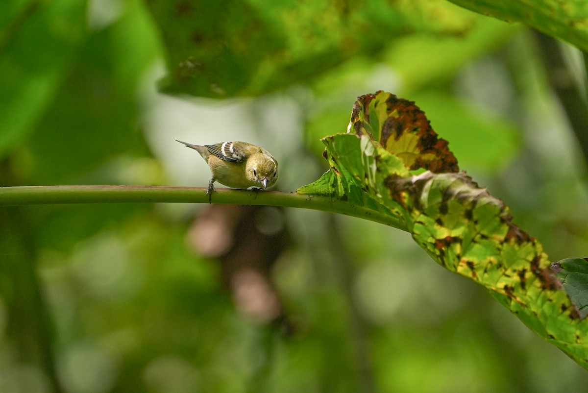 kastanjeparula - ML644479153