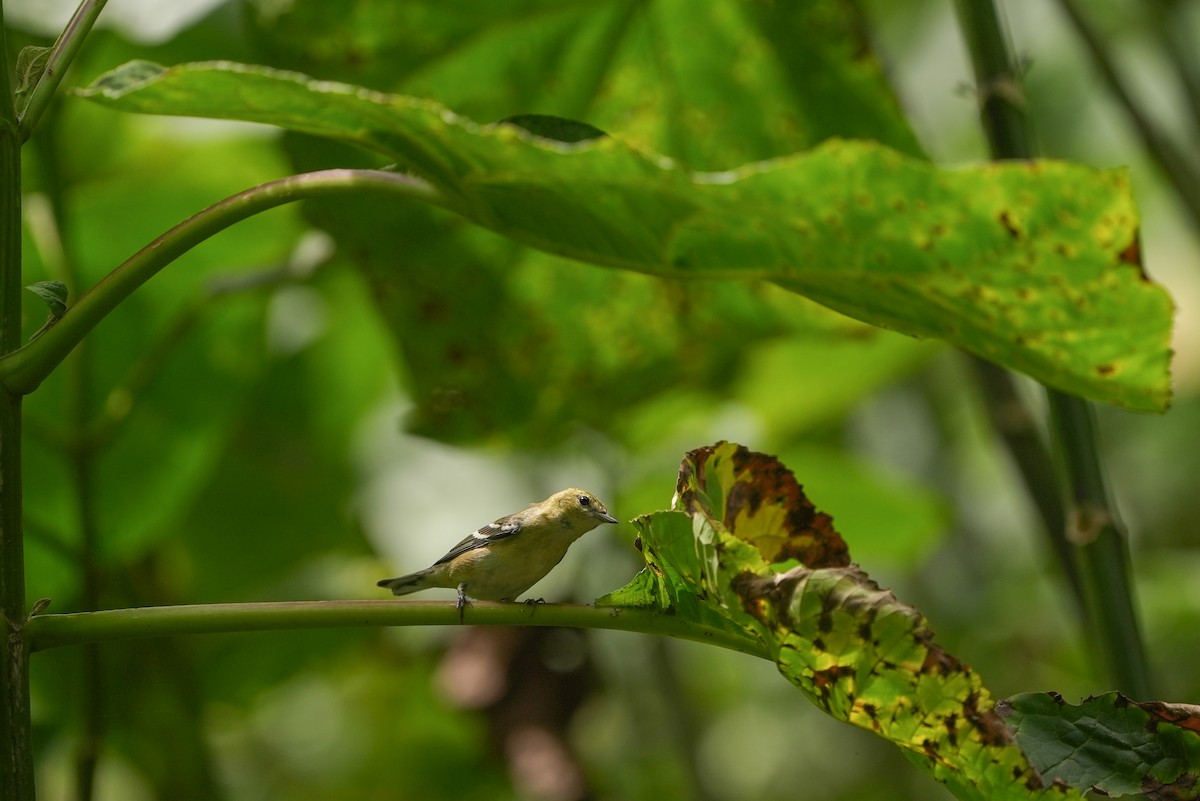 kastanjeparula - ML644479155