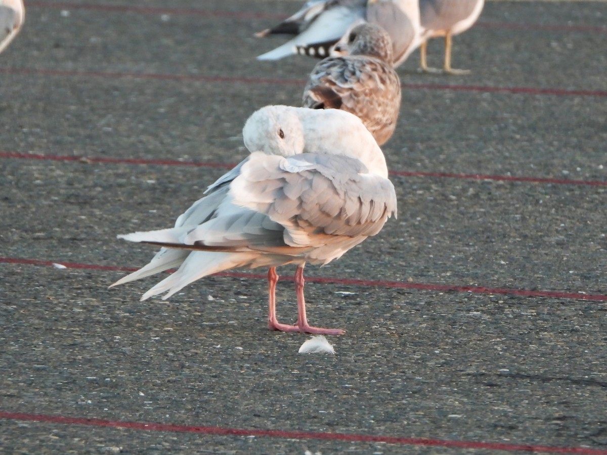 Серокрылая чайка - ML644479160
