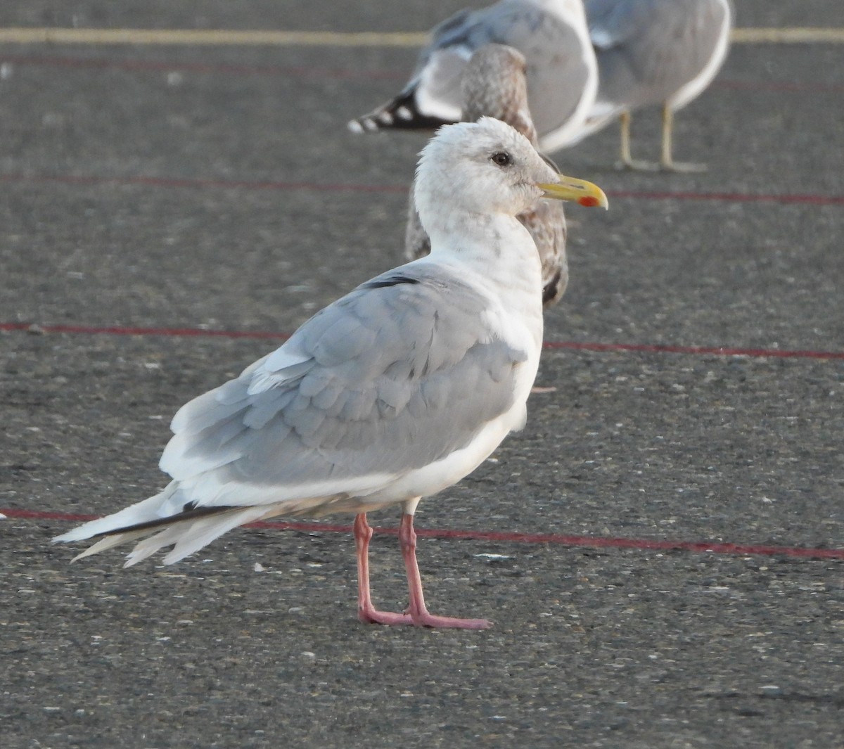 Серокрылая чайка - ML644479161