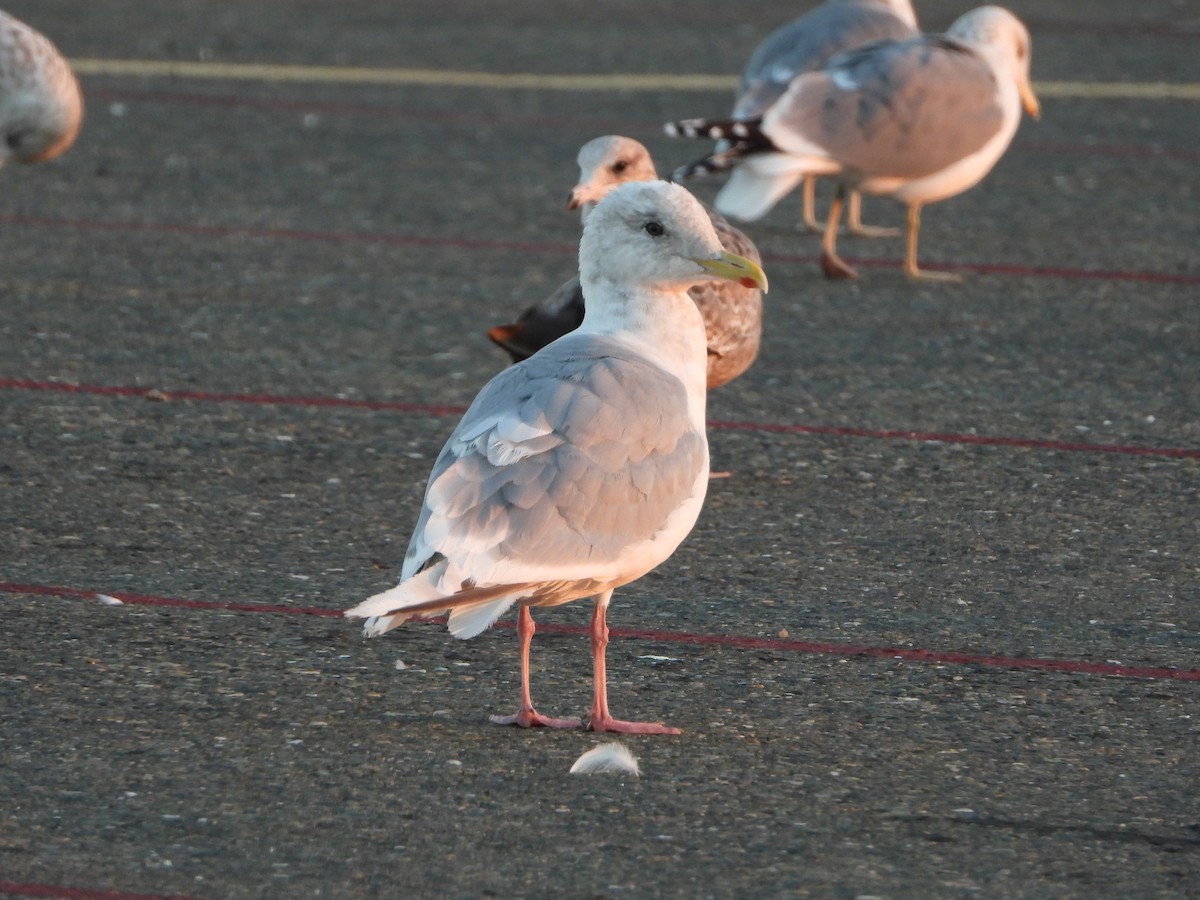 Серокрылая чайка - ML644479162