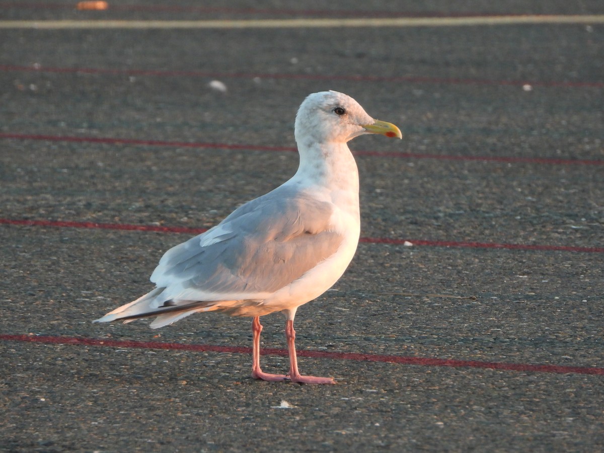 Серокрылая чайка - ML644479163