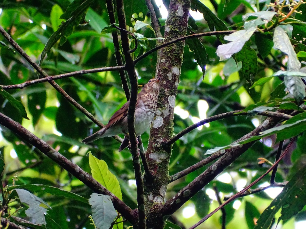 brunkinnskogtrost - ML644479164