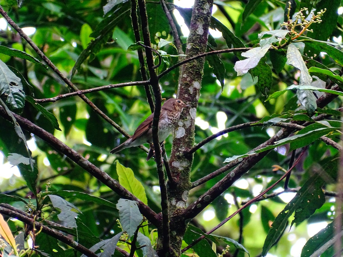 brunkinnskogtrost - ML644479165