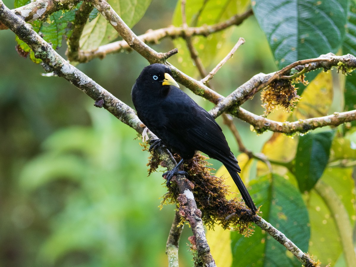 ildgumpkasik - ML644479172