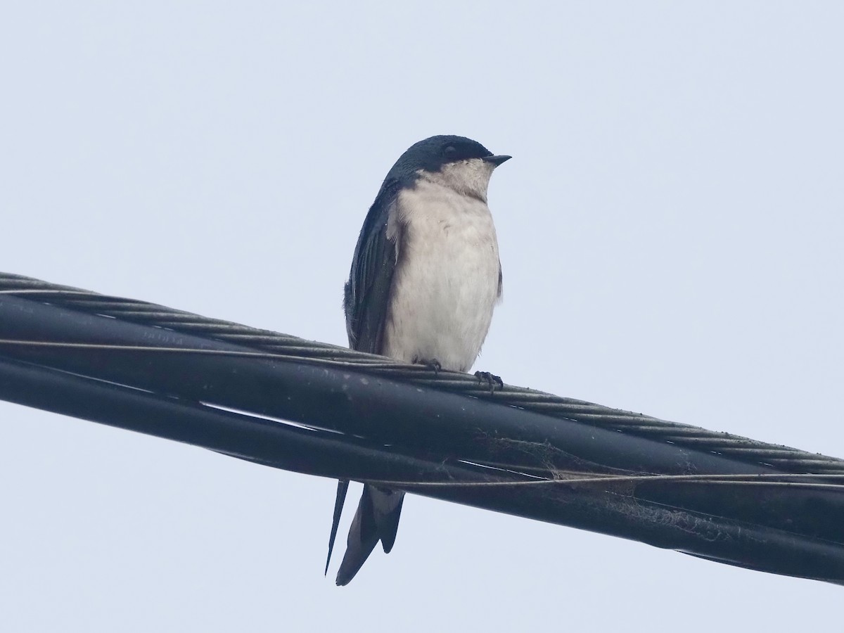 tresvale - ML644479173