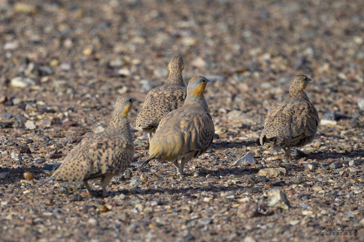 prikksandhøne - ML644479175