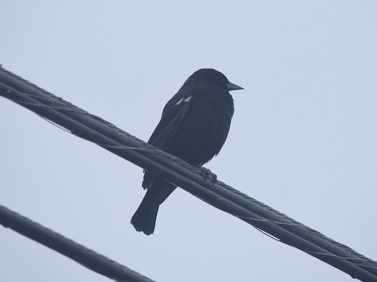 Tricolored Blackbird - ML644479183