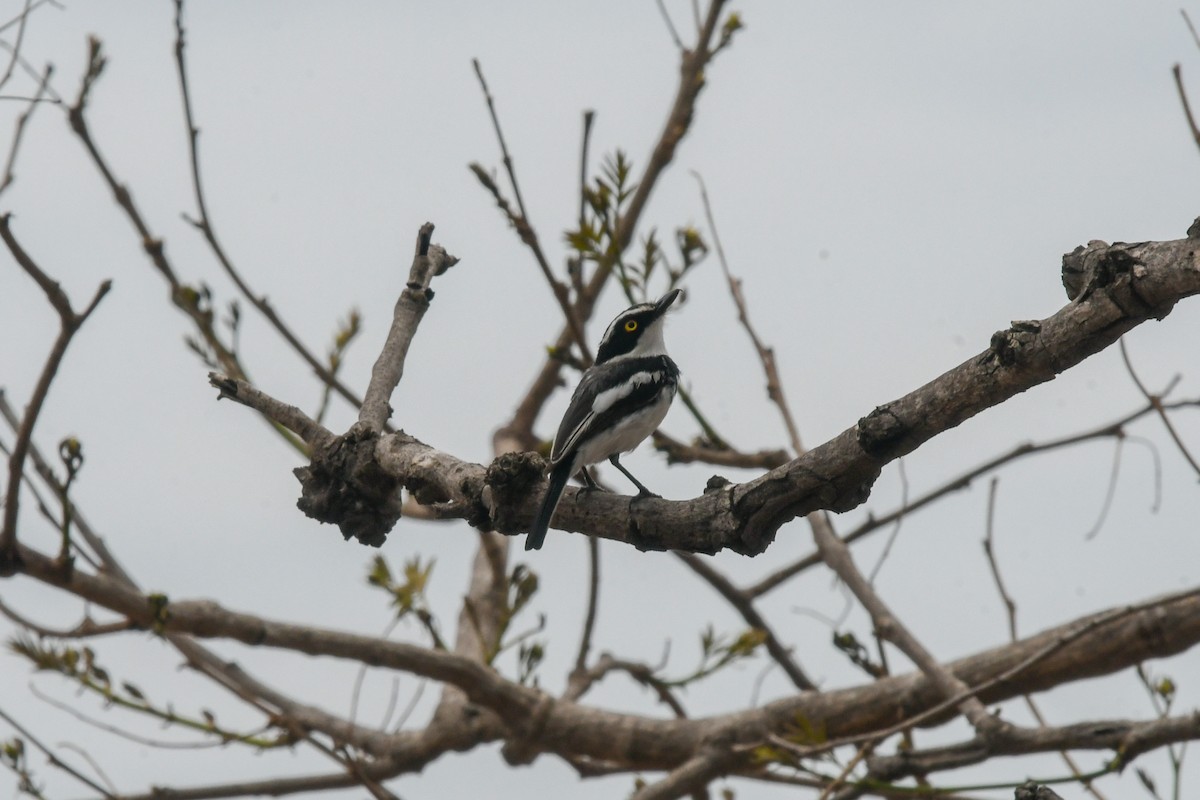 Senegal Batis - ML644479187