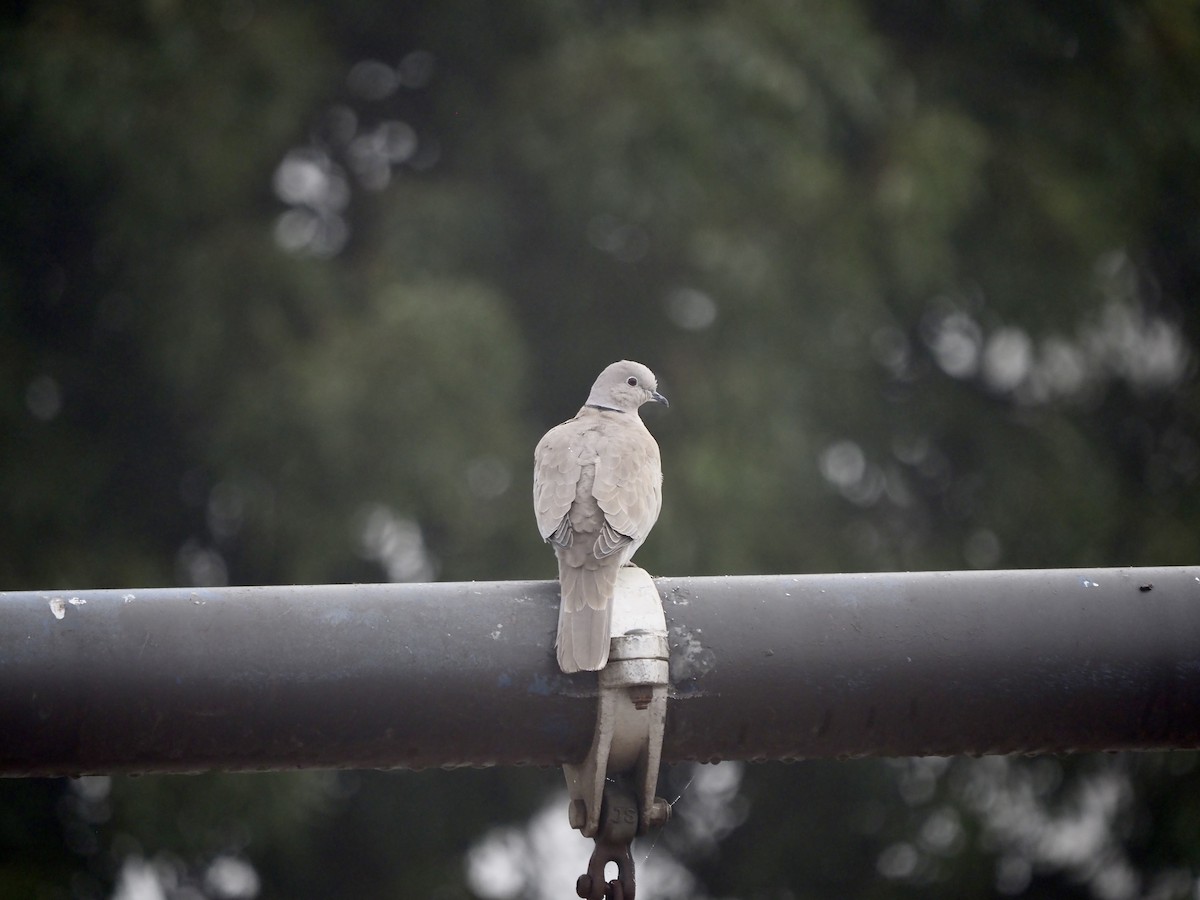 tyrkerdue - ML644479194