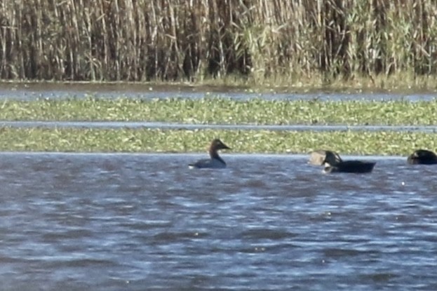 Fuligule à dos blanc - ML644479196