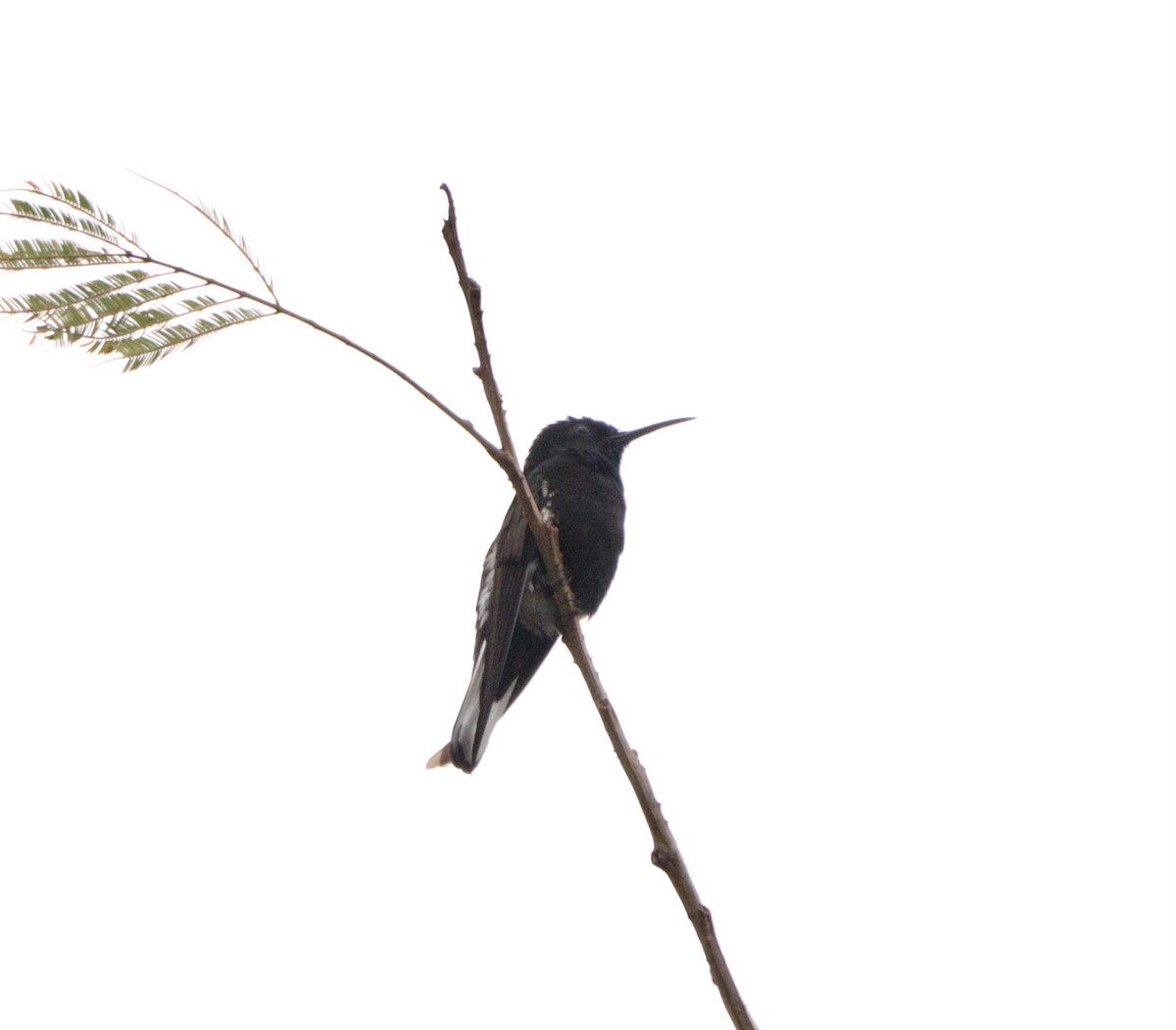 Black Jacobin - ML644479202