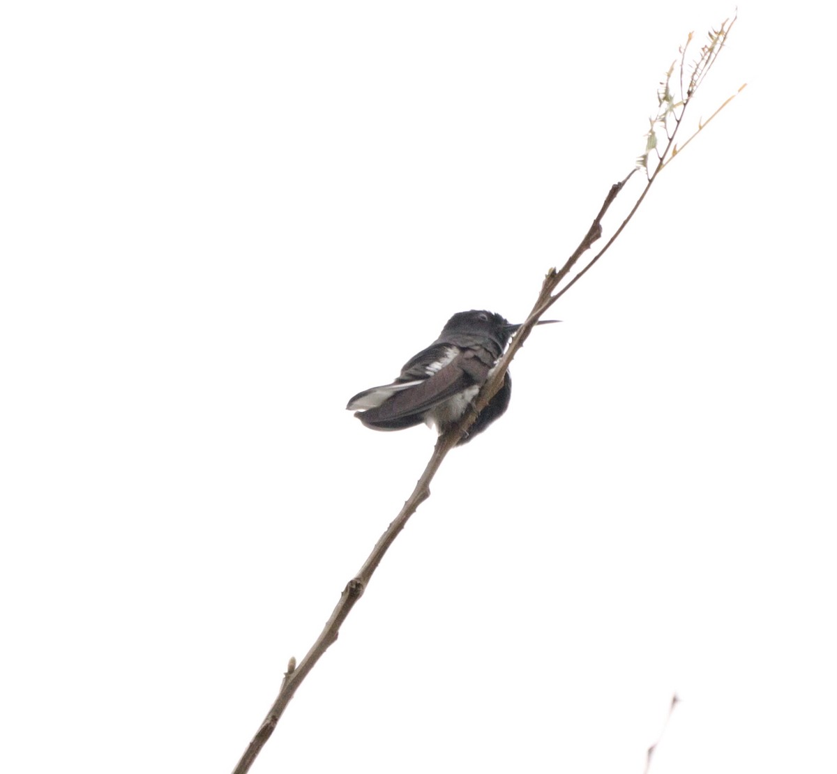 Black Jacobin - ML644479203