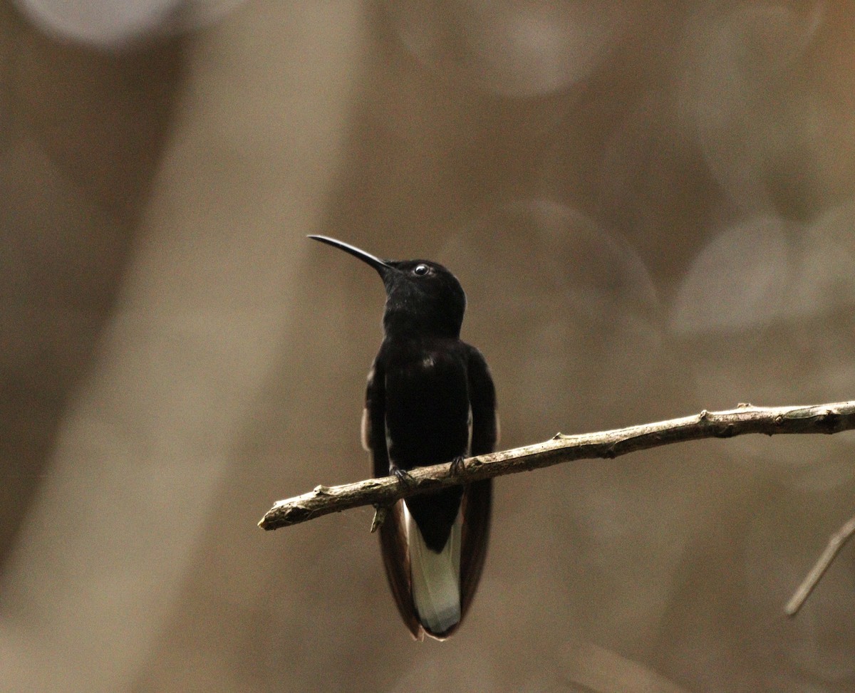 Black Jacobin - ML644479204