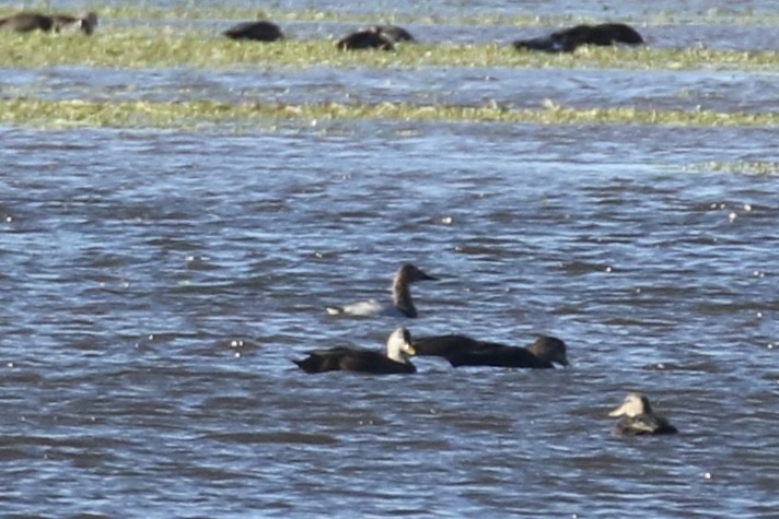 Fuligule à dos blanc - ML644479205