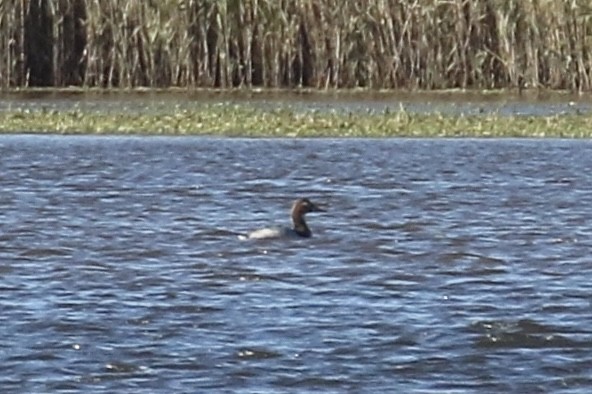 Fuligule à dos blanc - ML644479206