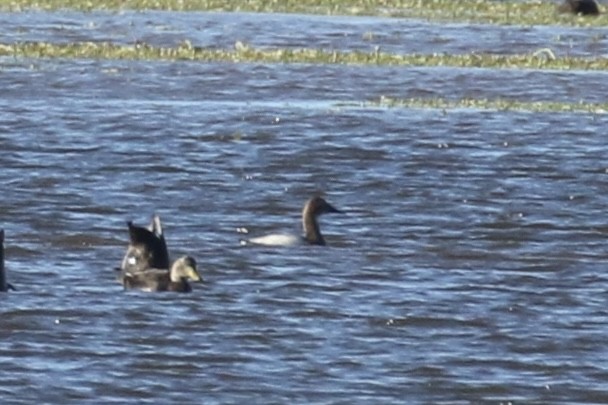 Fuligule à dos blanc - ML644479207