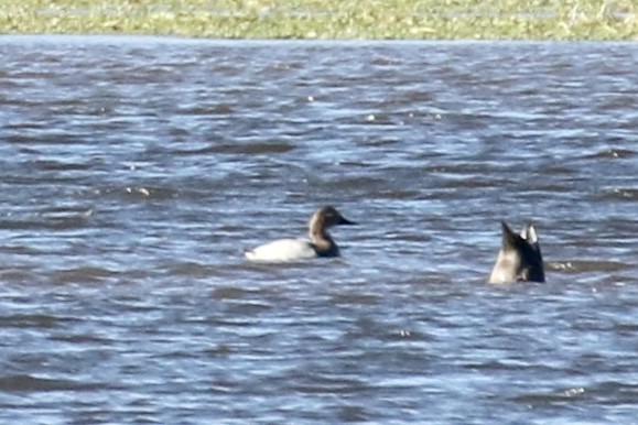 Fuligule à dos blanc - ML644479208