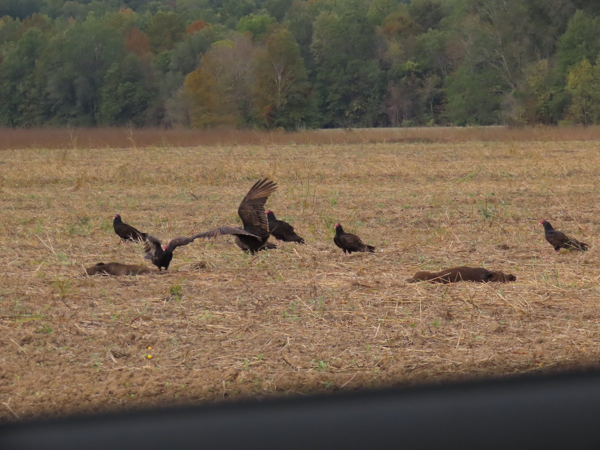 Turkey Vulture - ML644479209