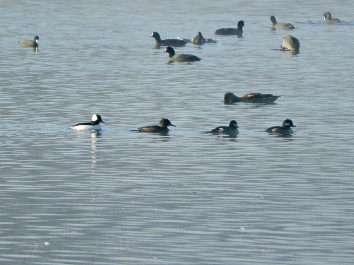 Hooded Merganser - ML644479214