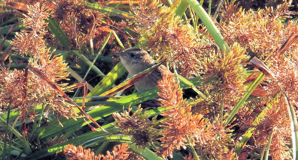 Sedge Wren - ML644479221