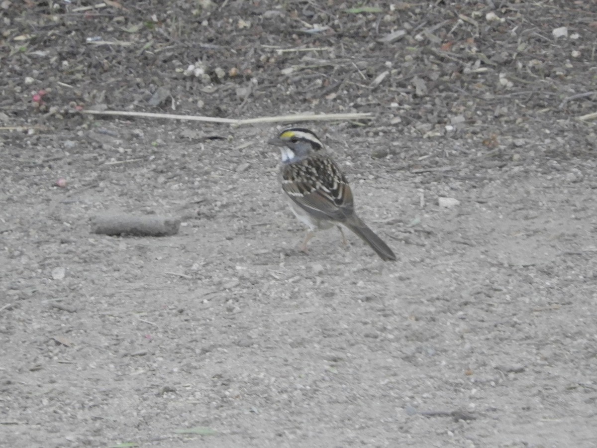 White-throated Sparrow - ML644479223