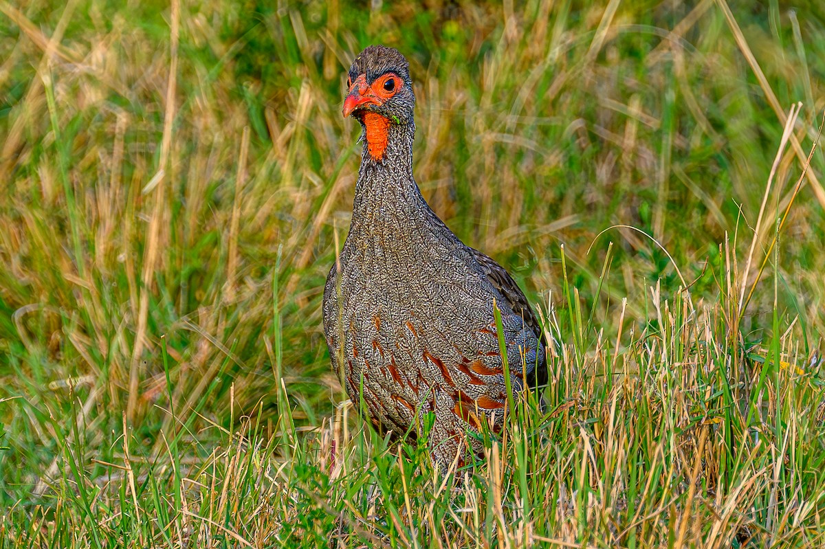 Red-necked Spurfowl - ML644479225