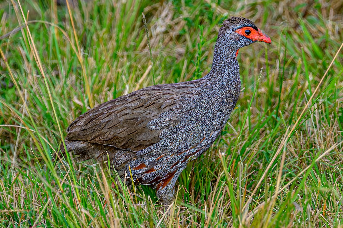 Red-necked Spurfowl - ML644479226